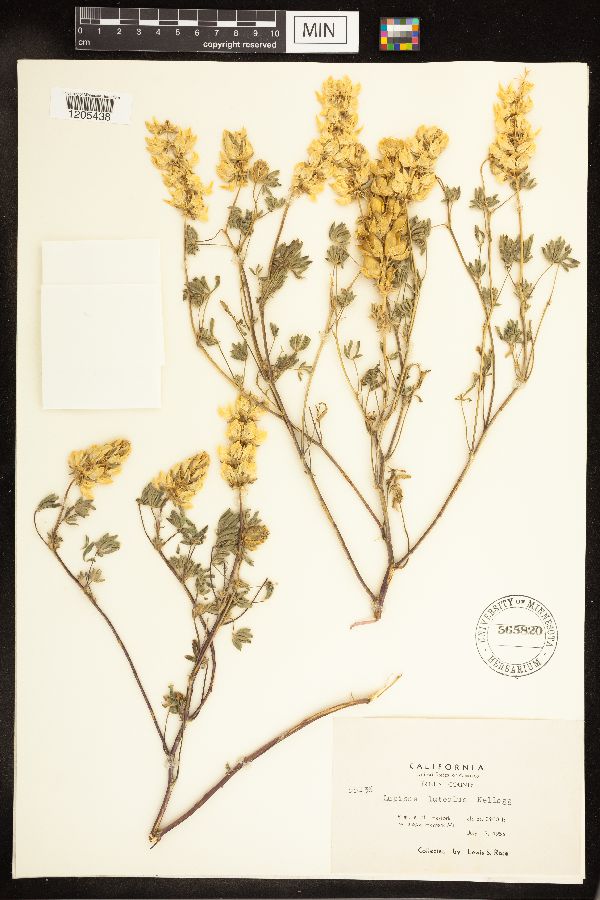 Lupinus luteolus image