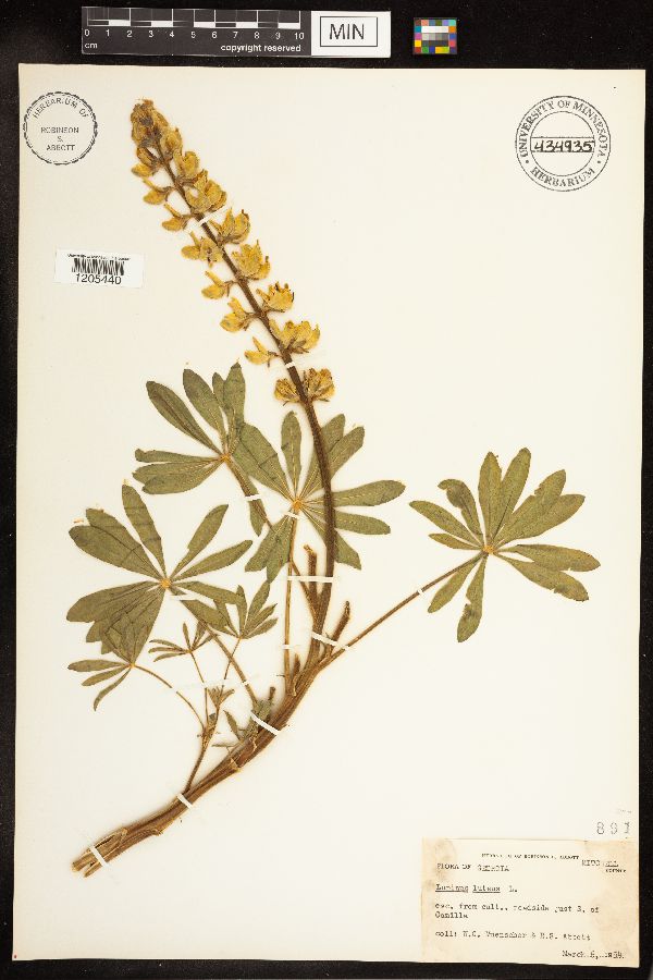 Lupinus luteus image