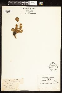Lupinus lyallii image