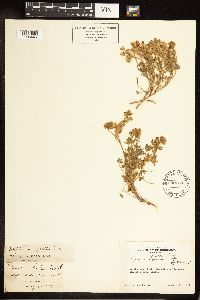 Lupinus lyallii image