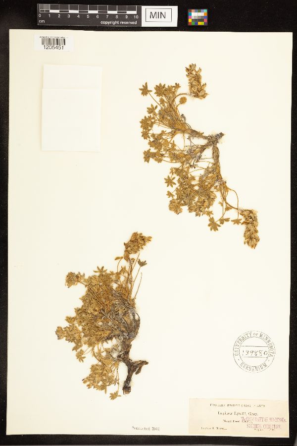 Lupinus lyallii image