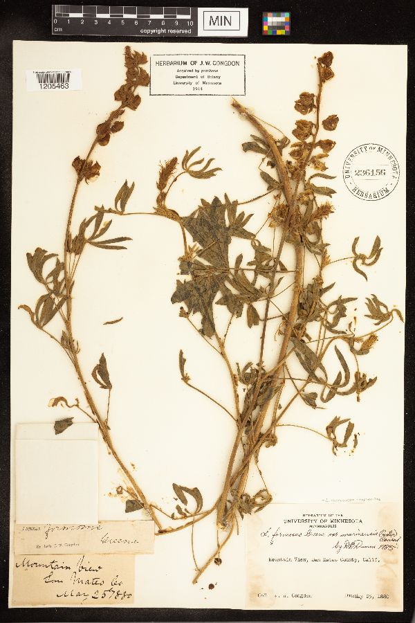 Lupinus marinensis image