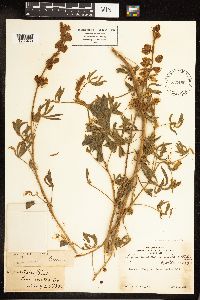 Lupinus marinensis image