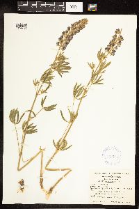 Lupinus meionanthus image