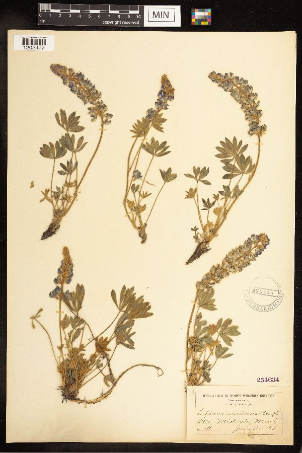 Lupinus minimus image