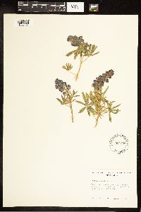Lupinus monticola image