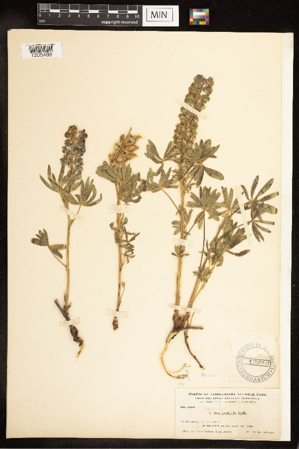 Lupinus monticola image