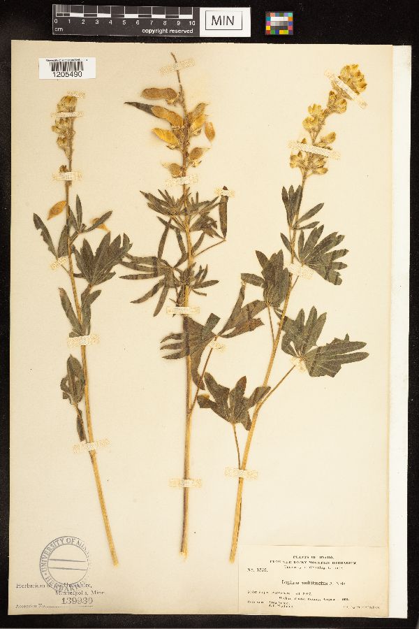 Lupinus multitinctus image