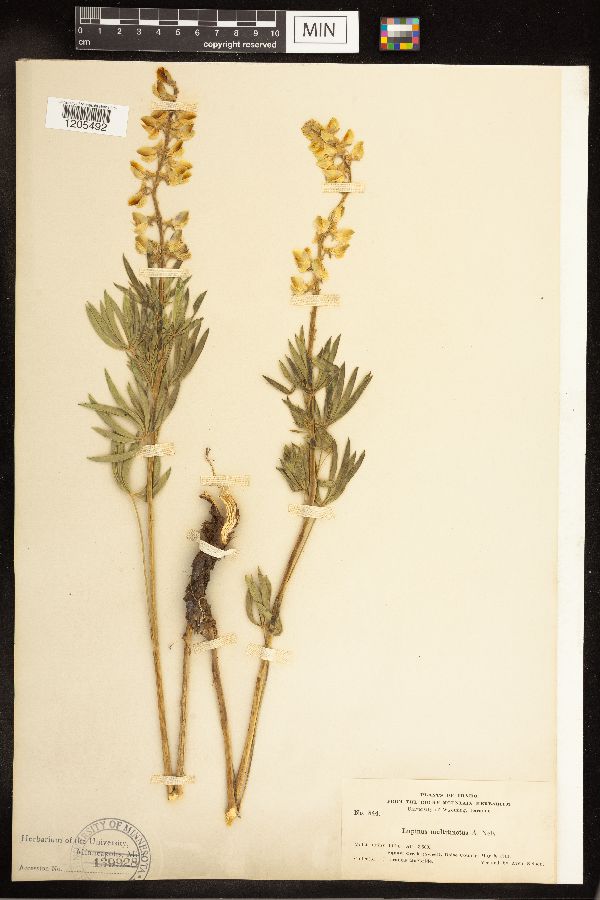 Lupinus multitinctus image