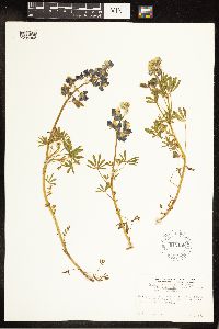 Lupinus nanus subsp. fragrantissimus image