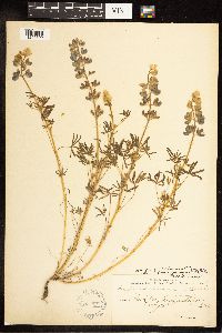 Lupinus nanus subsp. fragrantissimus image