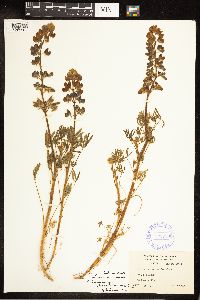 Lupinus nanus subsp. fragrantissimus image