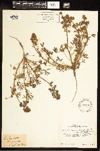 Lupinus nanus subsp. latifolius image