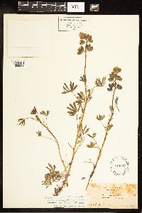 Lupinus nanus subsp. latifolius image