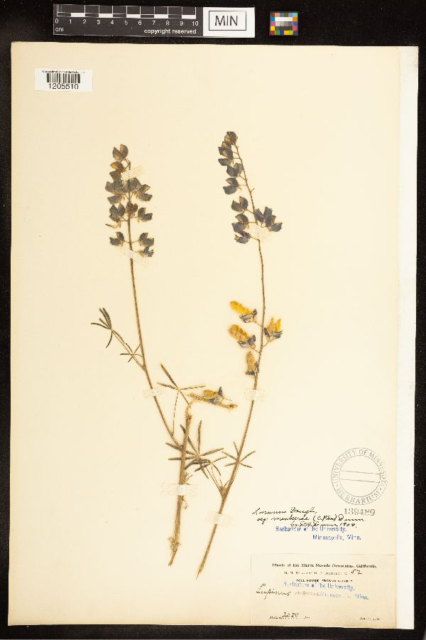 Lupinus nanus image