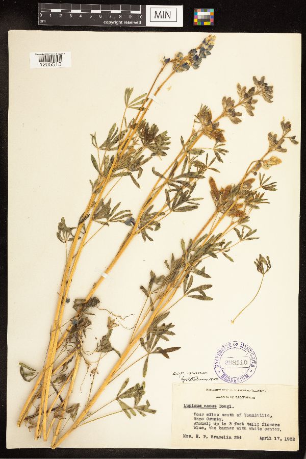 Lupinus nanus subsp. nanus image