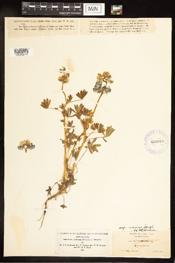 Lupinus nanus subsp. nanus image