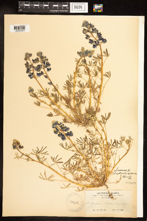 Lupinus nanus image