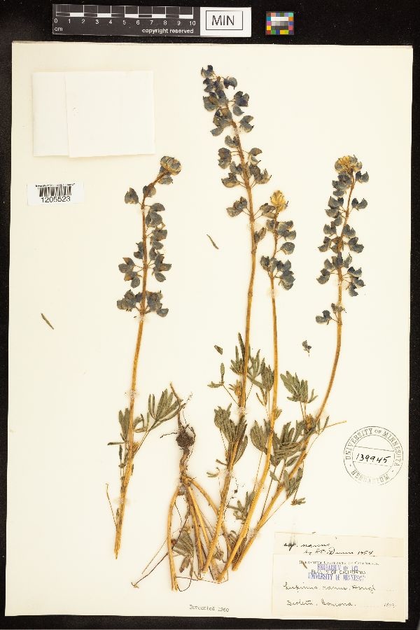 Lupinus nanus image