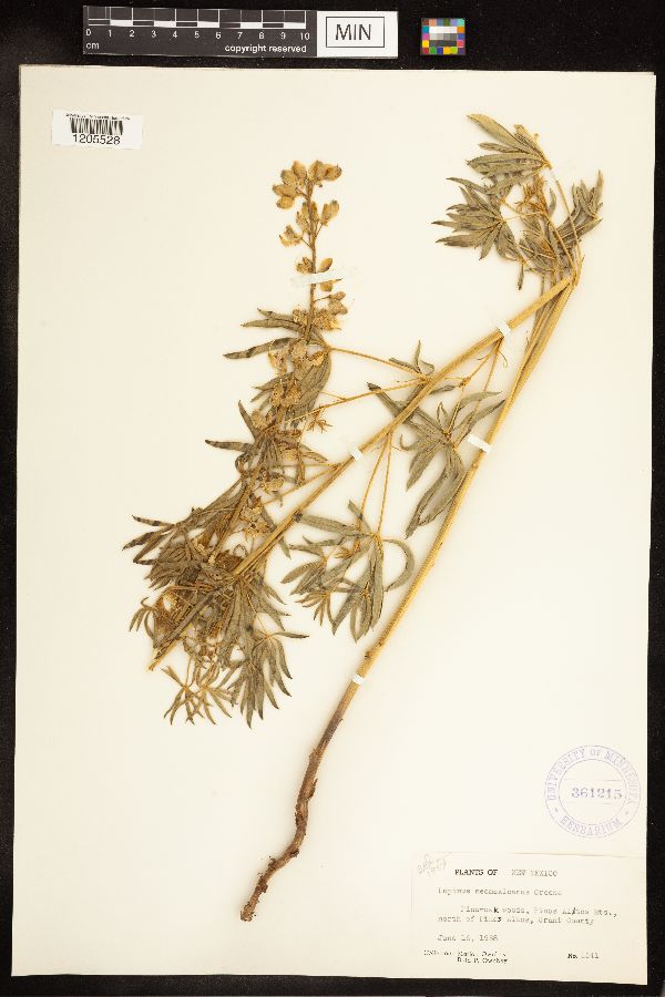 Lupinus neomexicanus image