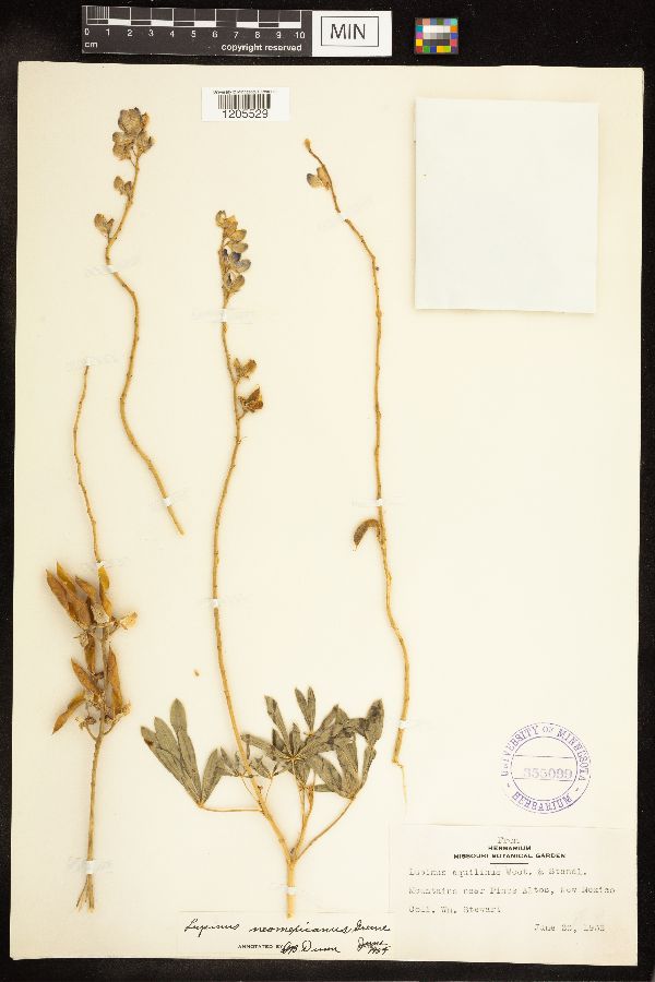 Lupinus neomexicanus image