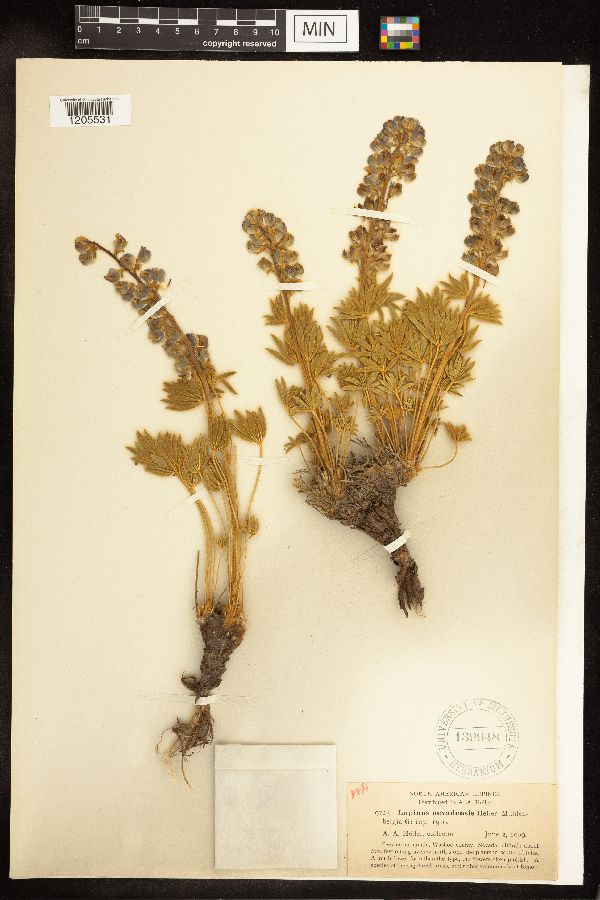 Lupinus nevadensis image