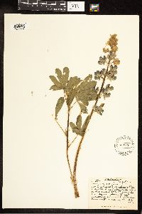 Lupinus nootkatensis image