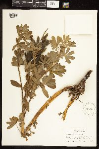 Lupinus nootkatensis image