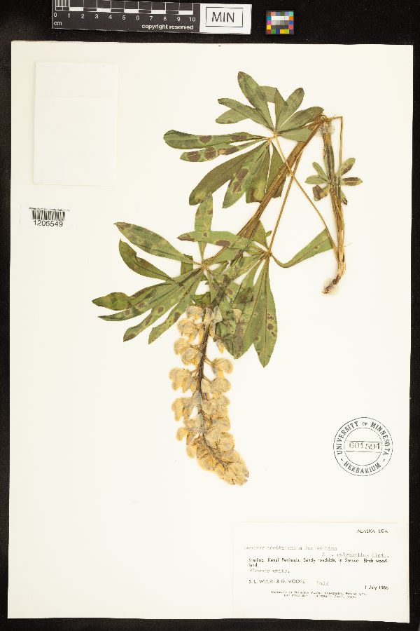 Lupinus nootkatensis x polyphyllus image