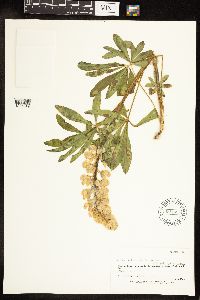 Lupinus nootkatensis x polyphyllus image