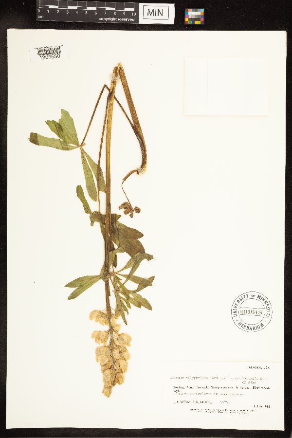 Lupinus nootkatensis x polyphyllus image