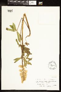 Lupinus nootkatensis x polyphyllus image