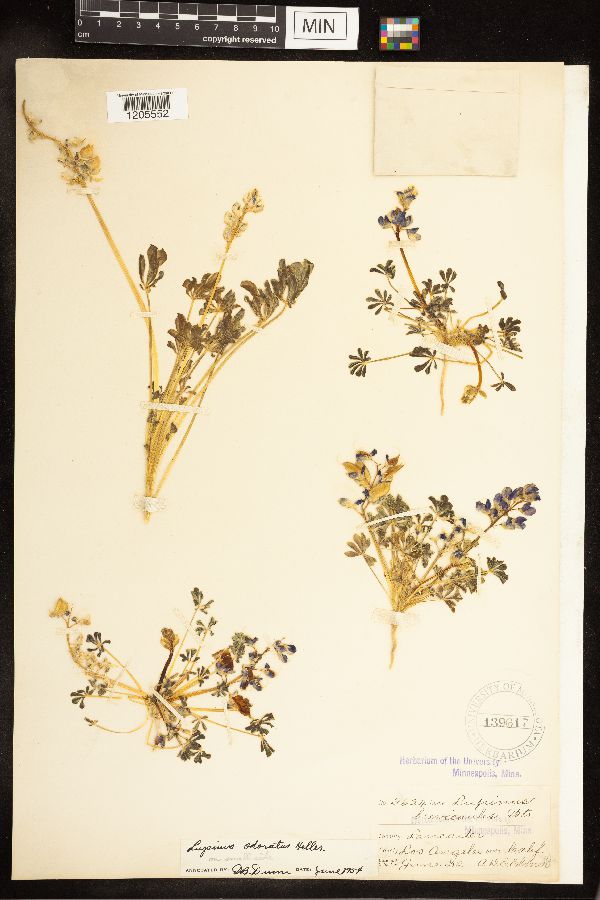 Lupinus odoratus image