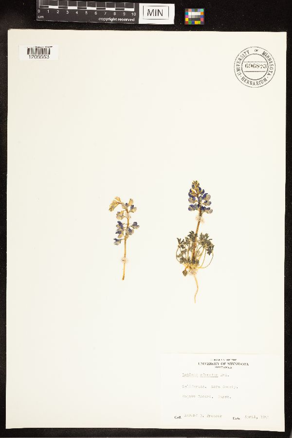 Lupinus odoratus image