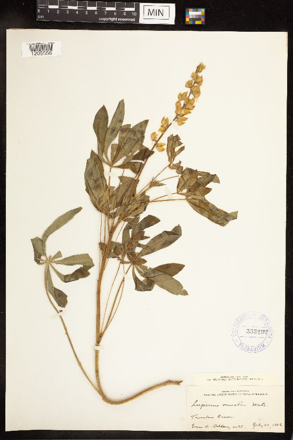 Lupinus onustus image