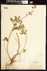 Lupinus oreganus var. oreganus image