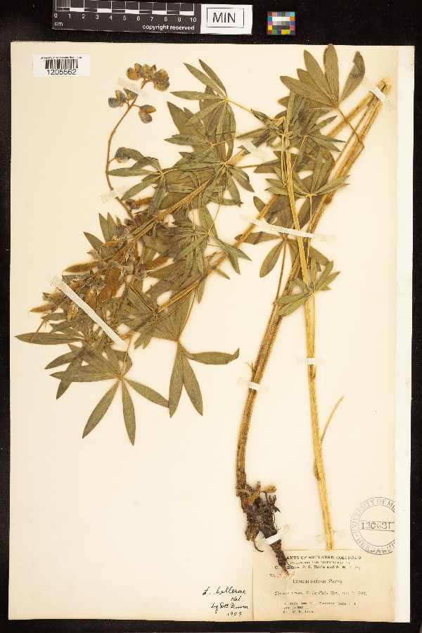 Lupinus ornatus image