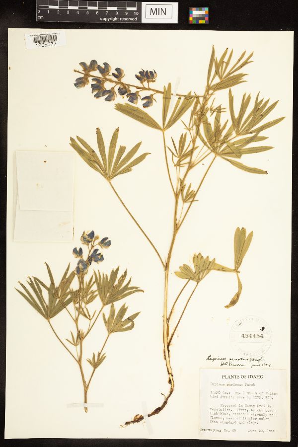 Lupinus ornatus image