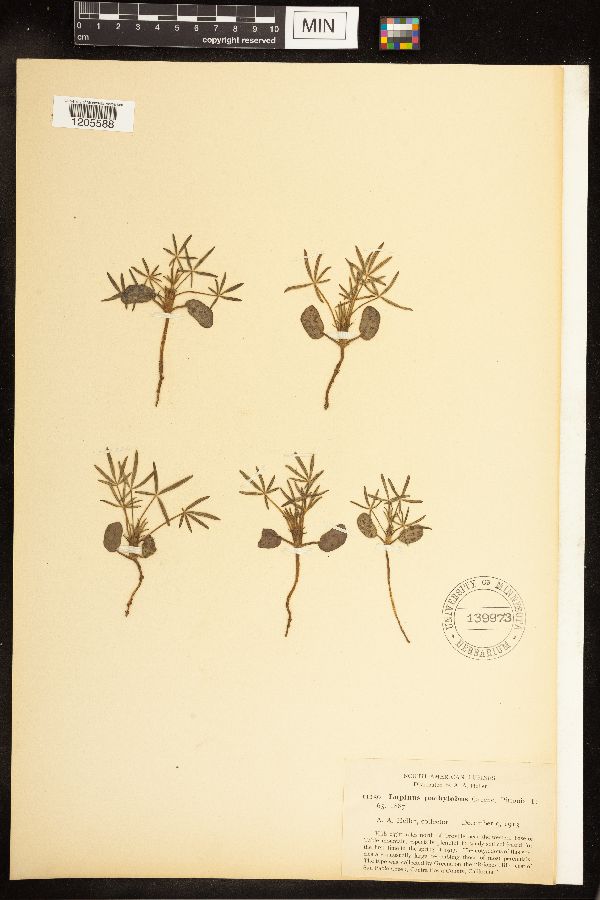 Lupinus pachylobus image