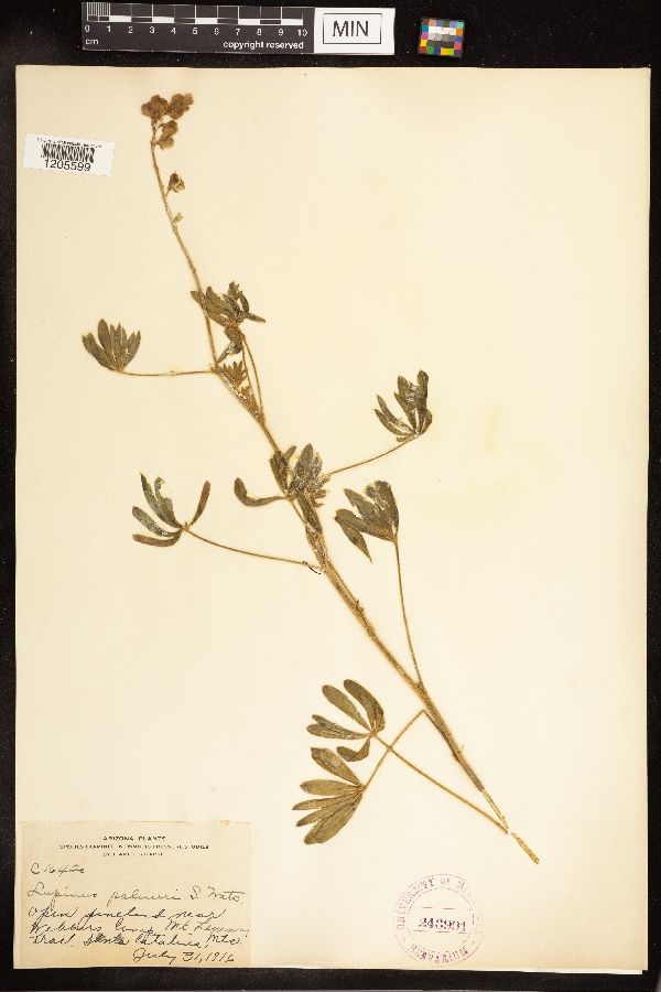 Lupinus argenteus var. palmeri image