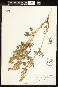 Lupinus parviflorus image