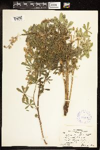 Lupinus parviflorus image