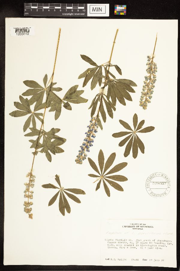 Lupinus parviflorus image