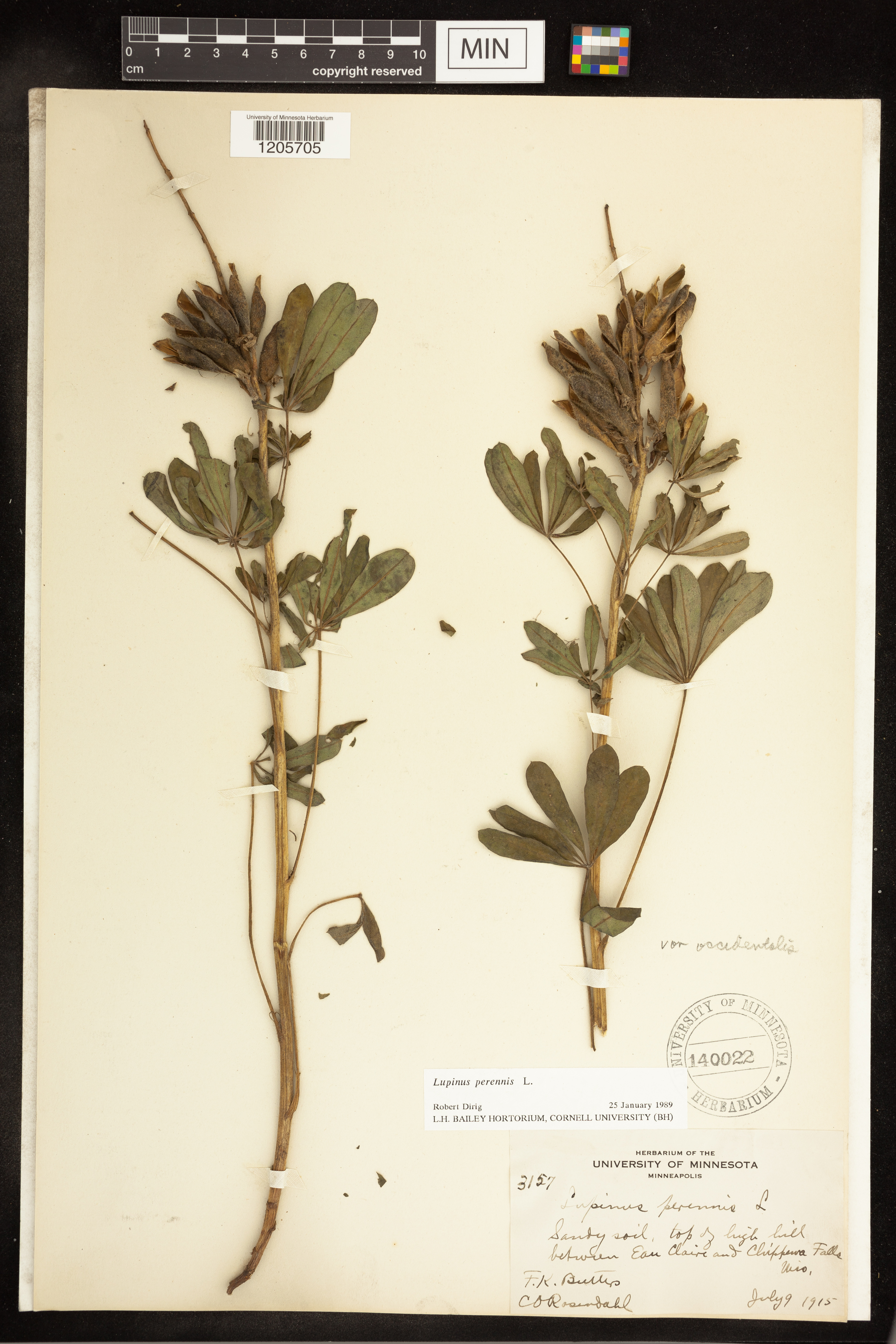 Lupinus perennis var. occidentalis image