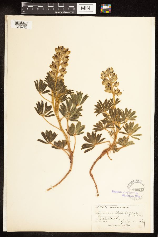 Lupinus plattensis image
