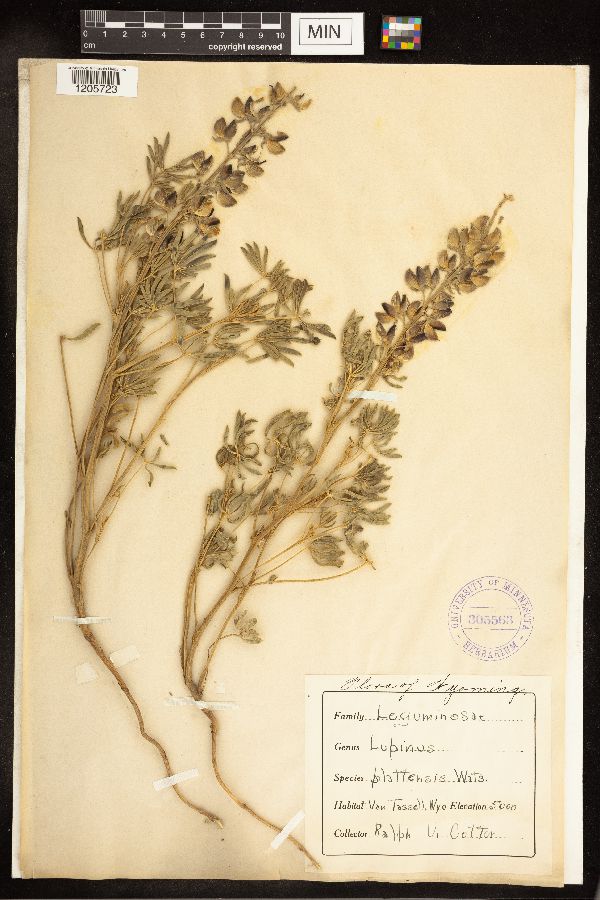 Lupinus plattensis image