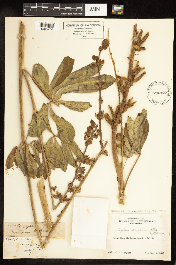 Lupinus polyphyllus image