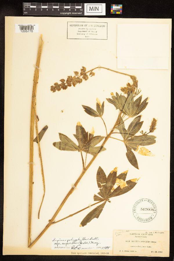 Lupinus polyphyllus image