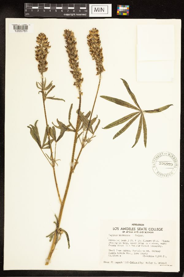 Lupinus confertus image