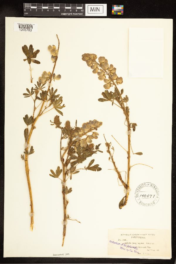 Lupinus propinquus image